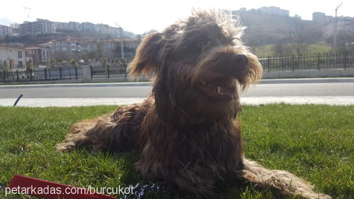 Çakır Erkek İrlandalı Terrier