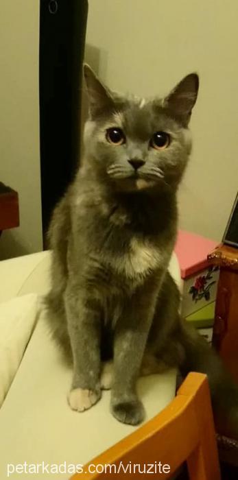 merkür Dişi British Shorthair