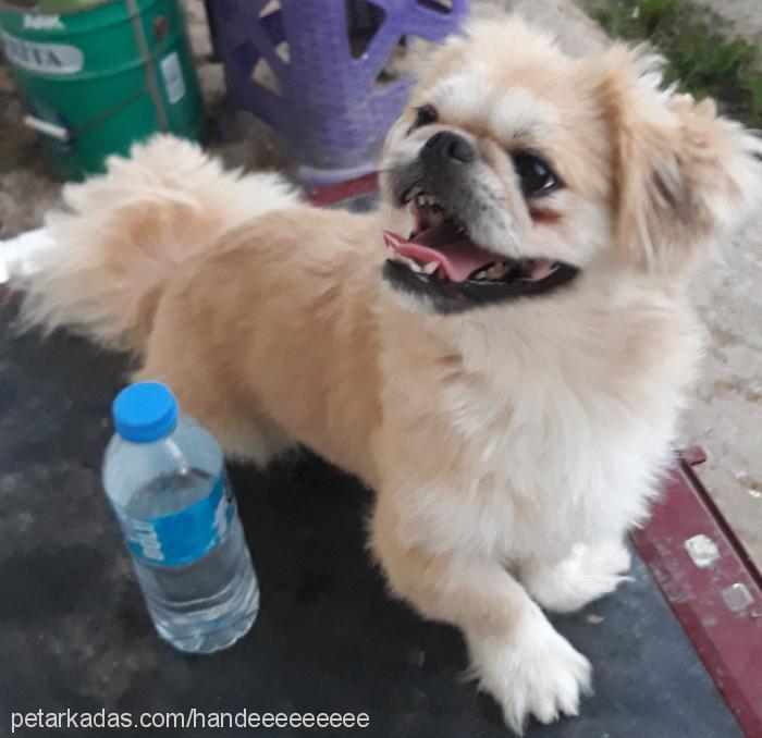 Çirkin Erkek Pekingese