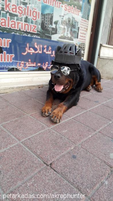 paşa Erkek Rottweiler