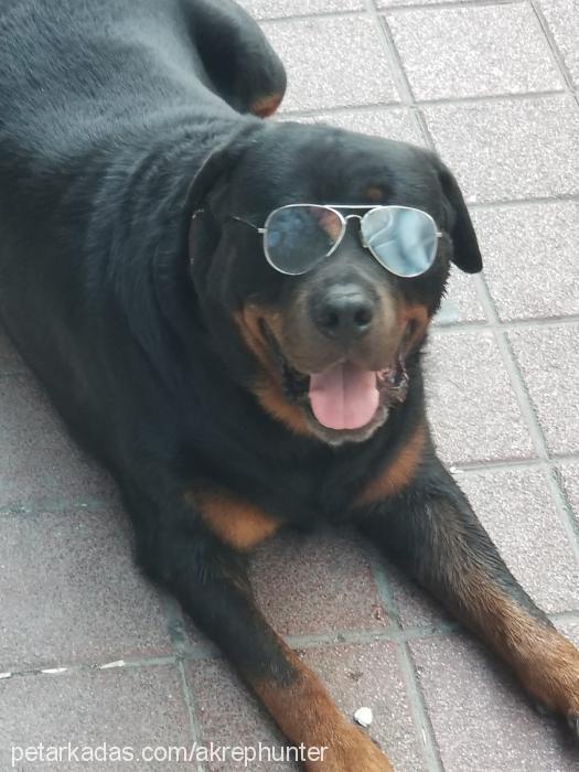 paşa Erkek Rottweiler