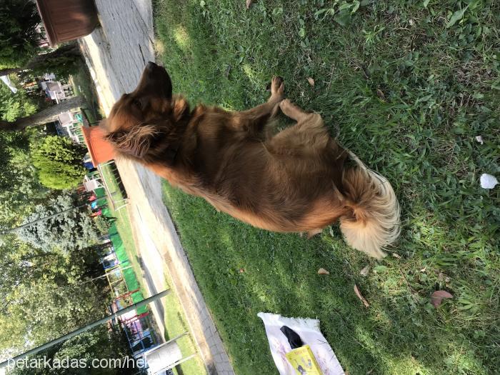 tarçın Erkek Border Collie