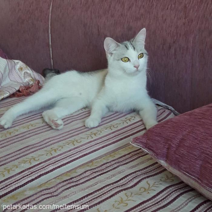 elsa Dişi British Shorthair