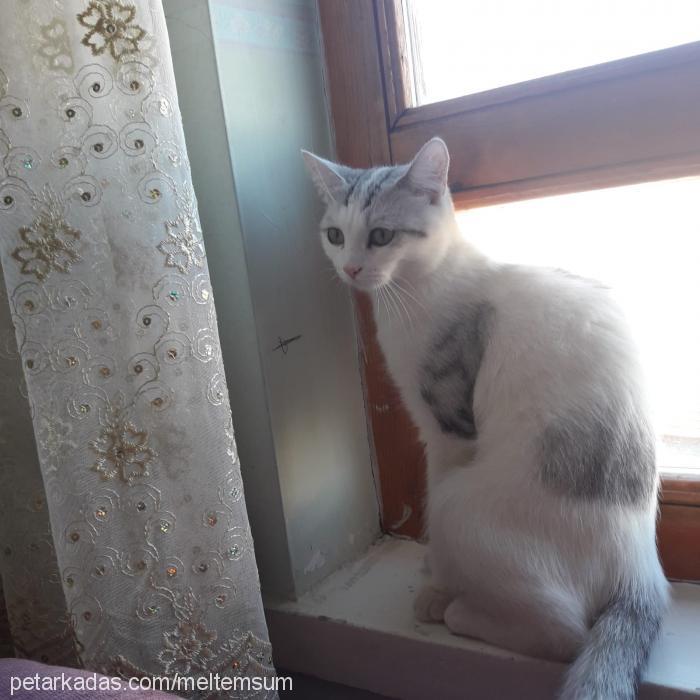 elsa Dişi British Shorthair