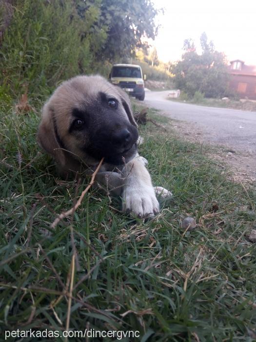 thor Erkek Alman Çoban Köpeği