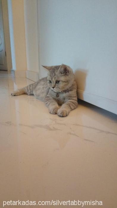 misha Dişi British Shorthair