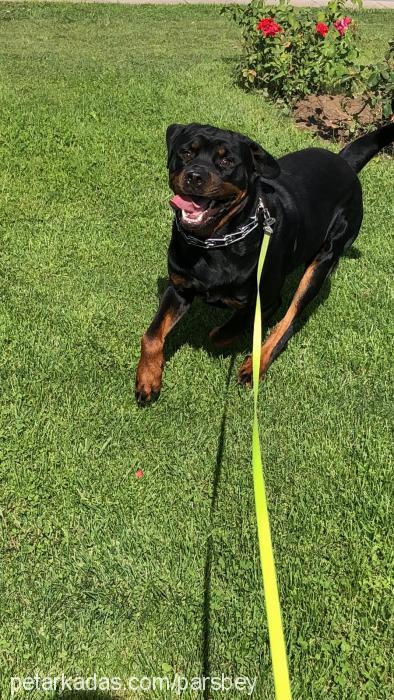 pars Erkek Rottweiler