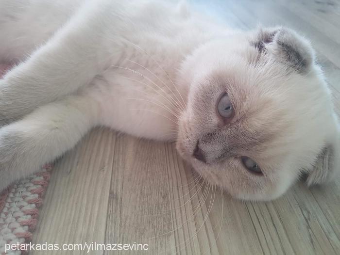 mila Dişi Scottish Fold