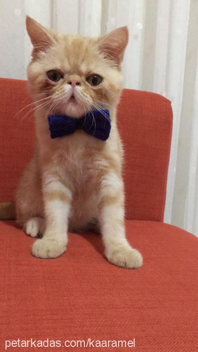 karamel Erkek Exotic Shorthair