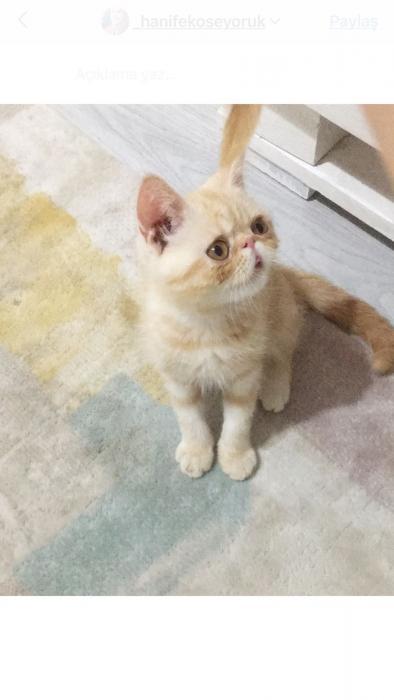 karamel Erkek Exotic Shorthair