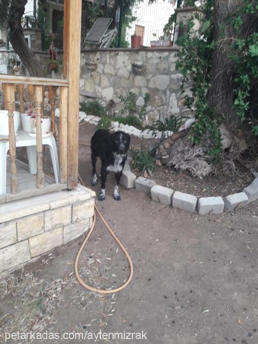 yiğit Erkek Gordon Setter