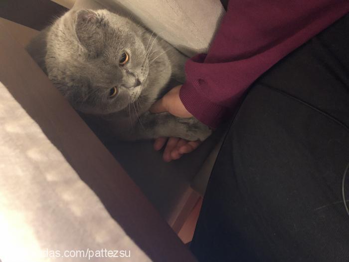 luna Dişi British Shorthair