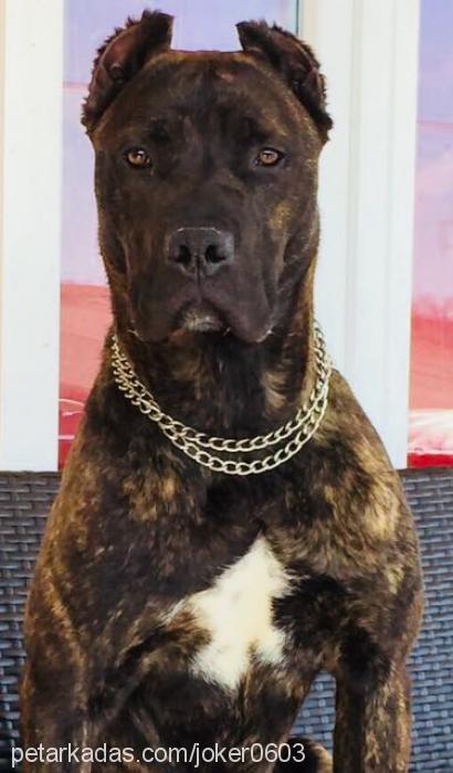 joker Erkek Cane Corso Italiano