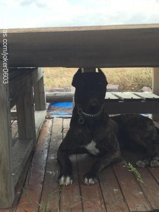 joker Erkek Cane Corso Italiano