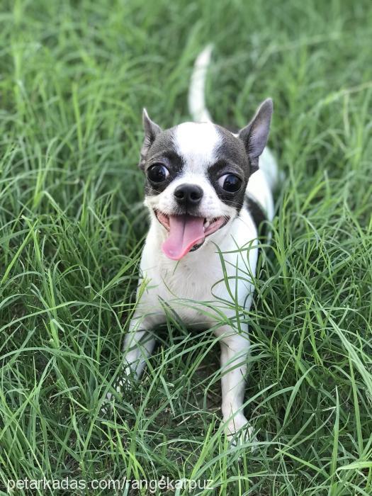range Erkek Chihuahua