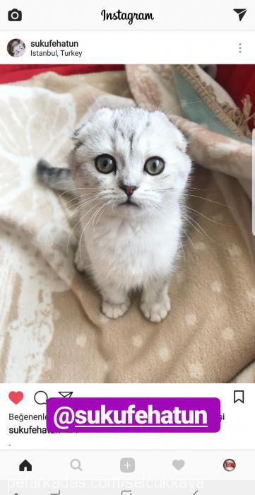 Şükufe Dişi Scottish Fold