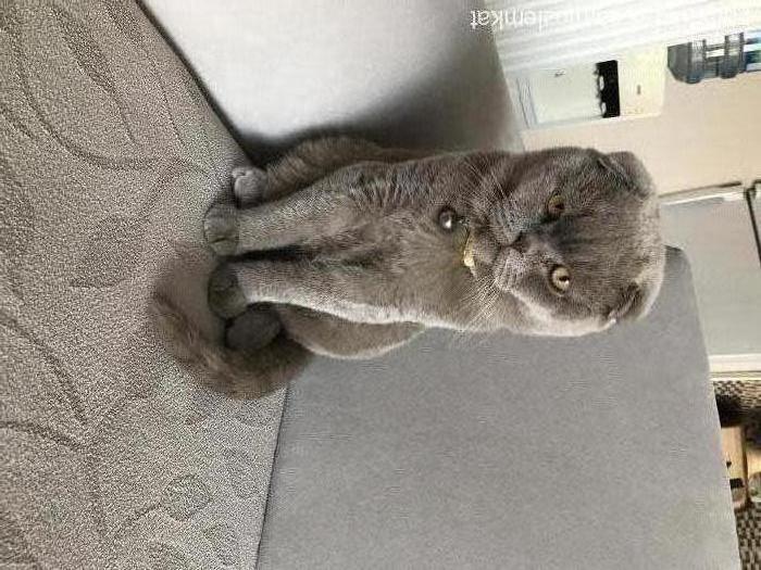 cesur Erkek Scottish Fold