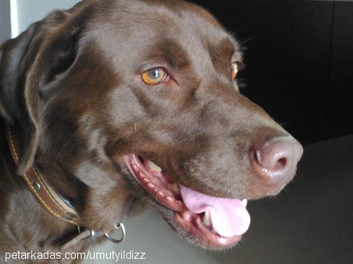 hera Dişi Labrador Retriever