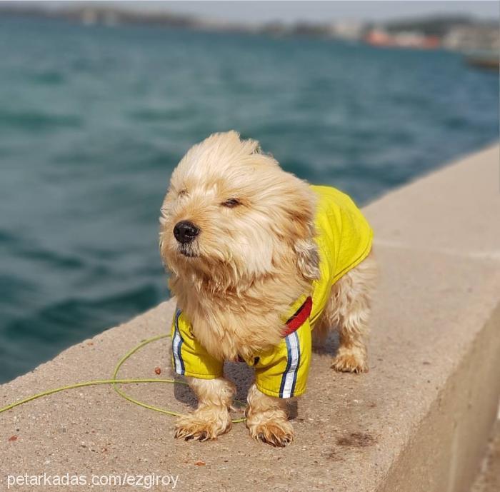 roy Erkek Dandie Dinmont Terrier