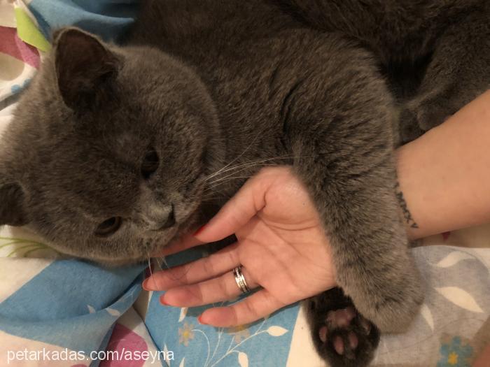 duman Erkek British Shorthair