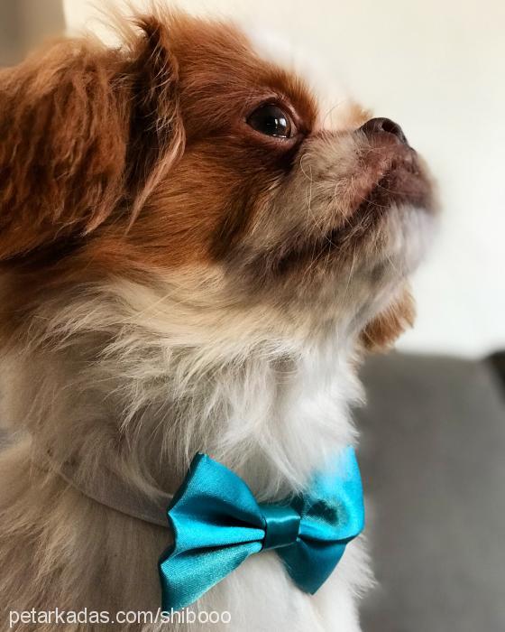 shibo Erkek Tibetli Spaniel