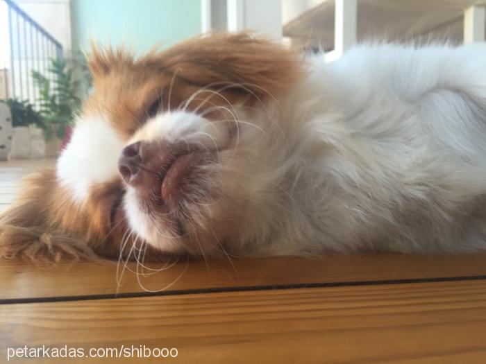 shibo Erkek Tibetli Spaniel