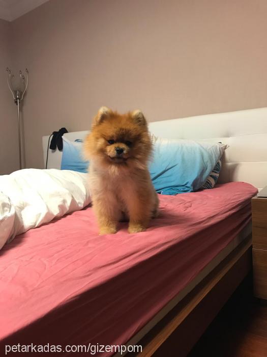 leo Erkek Pomeranyalı