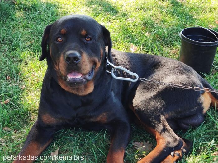 pusat Erkek Rottweiler