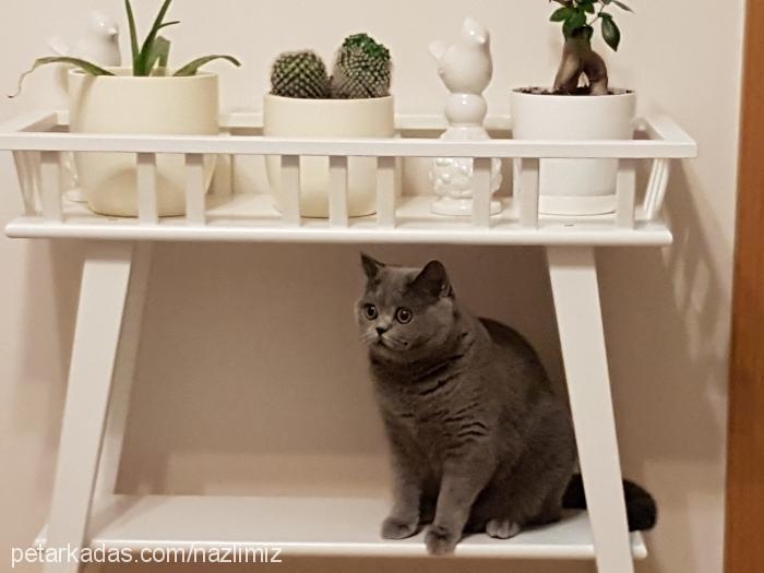 nazlı Dişi British Shorthair