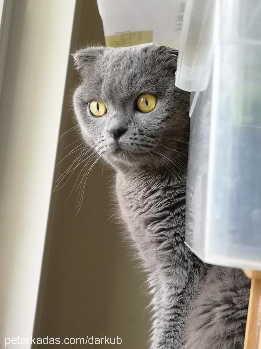 smokey Erkek Scottish Fold