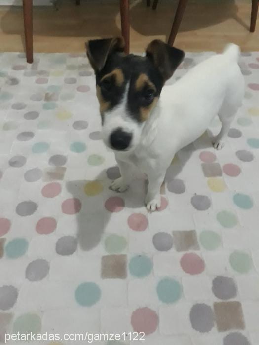 Şila Dişi Jack Russell Terrier