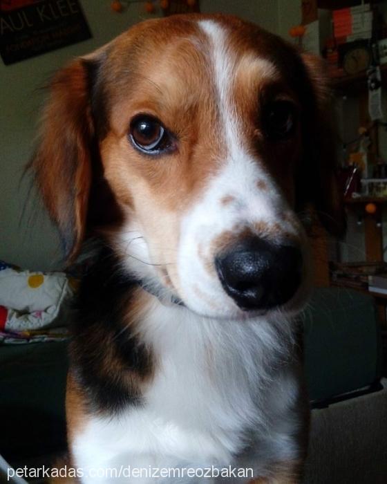 fındık Erkek Beagle