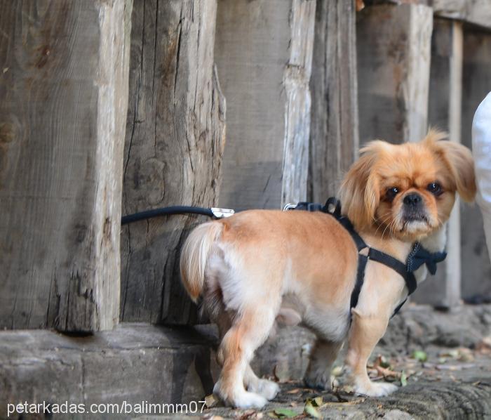 balımerkek Erkek Pekingese