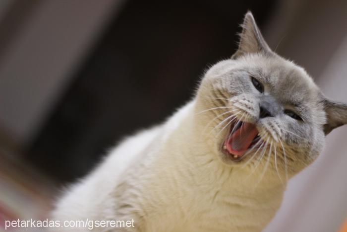 bohem Erkek British Shorthair