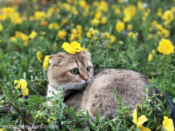 elis Dişi Scottish Fold