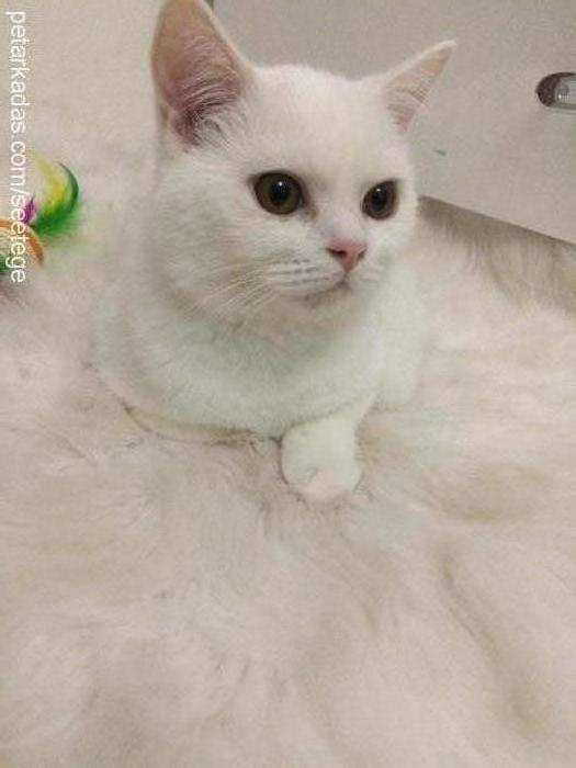 pamuk Erkek British Shorthair