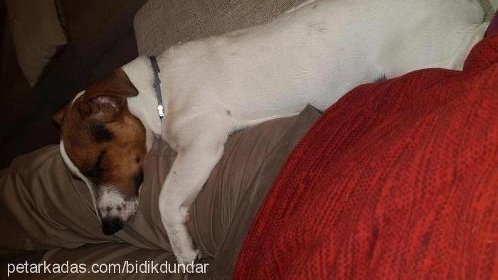 bıdık Erkek Jack Russell Terrier