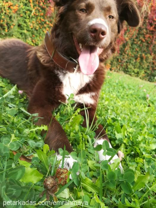 maya Dişi Border Collie