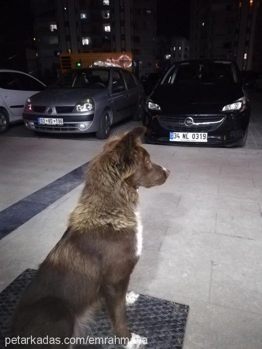 maya Dişi Border Collie