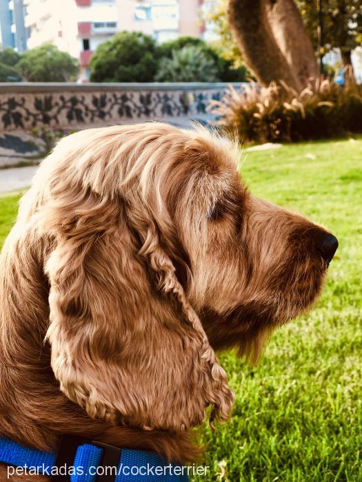 sila Dişi İngiliz Cocker Spaniel