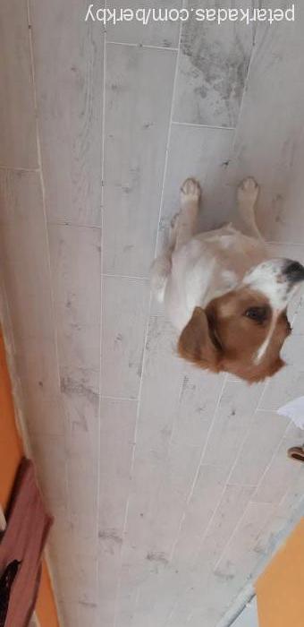 lusİe Dişi Beagle