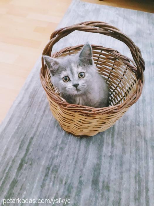 ÜzÜm Dişi British Shorthair