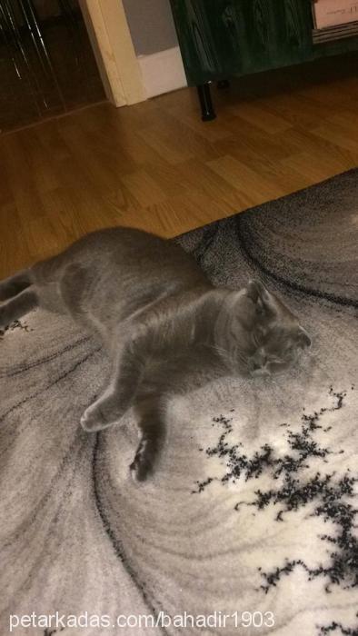 zeytin Dişi British Shorthair