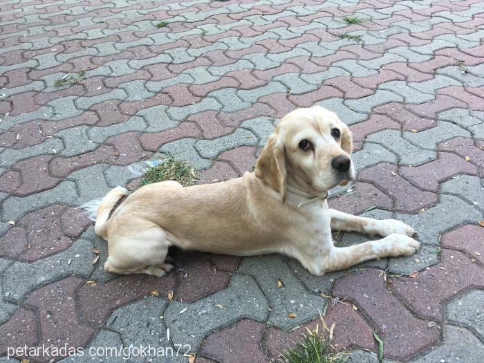 findik Erkek Amerikan Cocker Spaniel