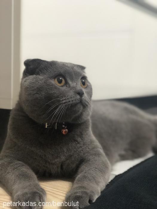 bulut Erkek Scottish Fold