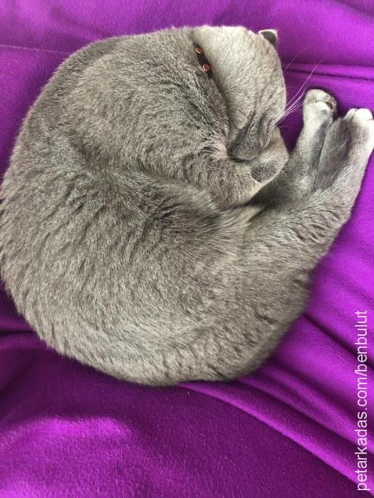 bulut Erkek Scottish Fold