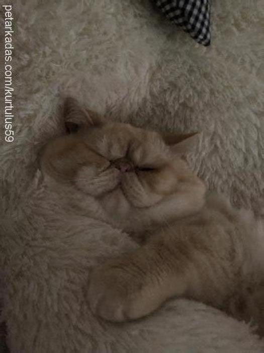 tayyar Erkek Exotic Shorthair