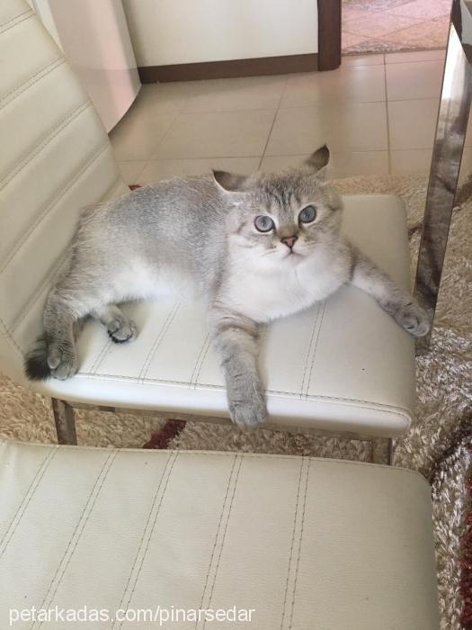 leo Erkek British Shorthair