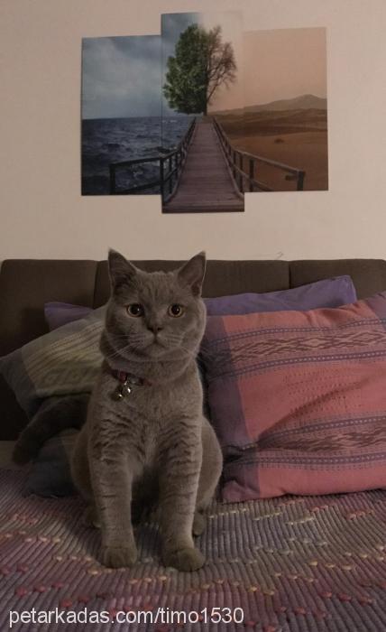 paşa Erkek British Shorthair