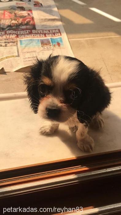 opie Erkek Cavalier King Charles Spanieli